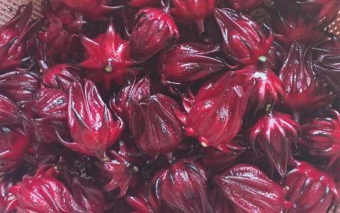 洛神花起什么作用？食用、药用与安全常识全解析