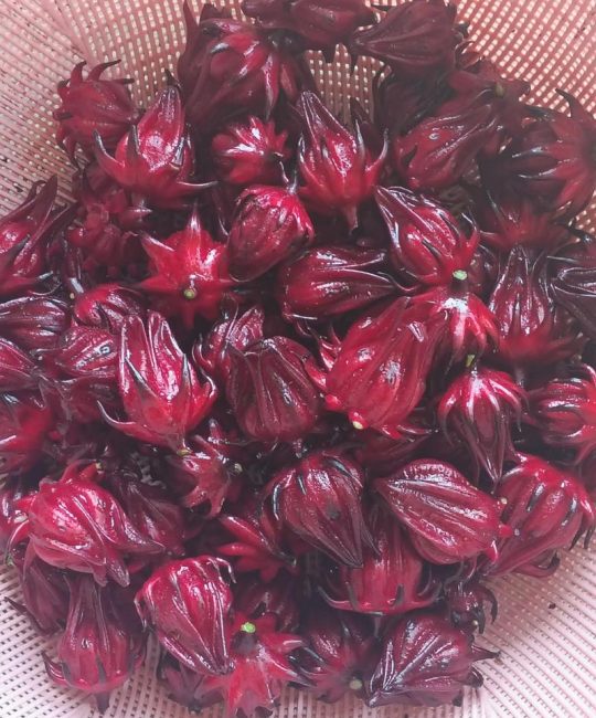 洛神花起什么作用？食用、药用与安全常识全解析