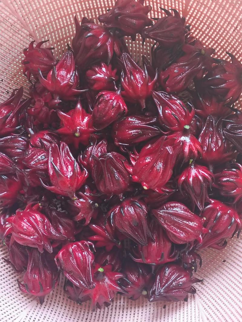 洛神花起什么作用?食用、药用与安全常识全解析 认识洛神花