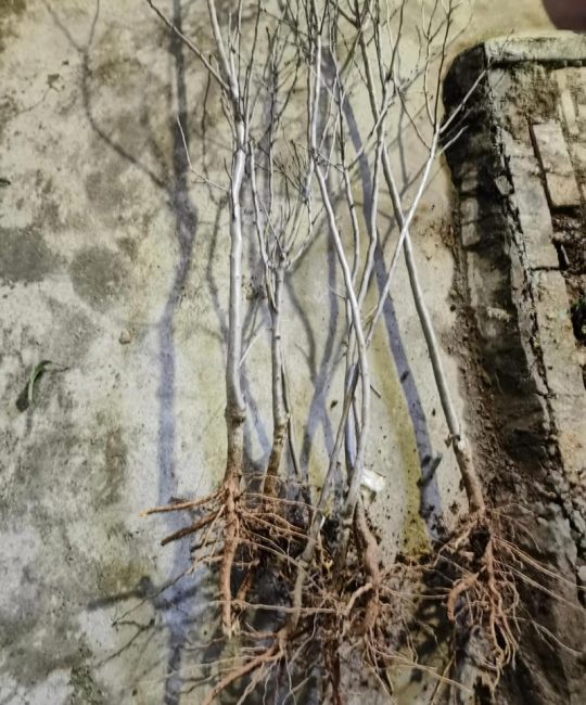 如何科学选购巴旦木树苗？避开虚假渠道的四大核查要点
