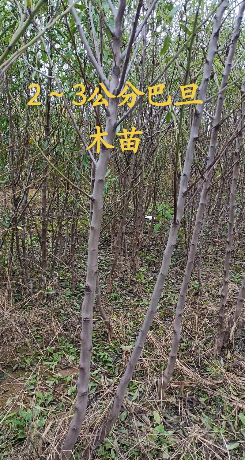 如何科学选购巴旦木树苗?避开虚假渠道的四大核查要点 第三步:规格匹配度与根系健康评估