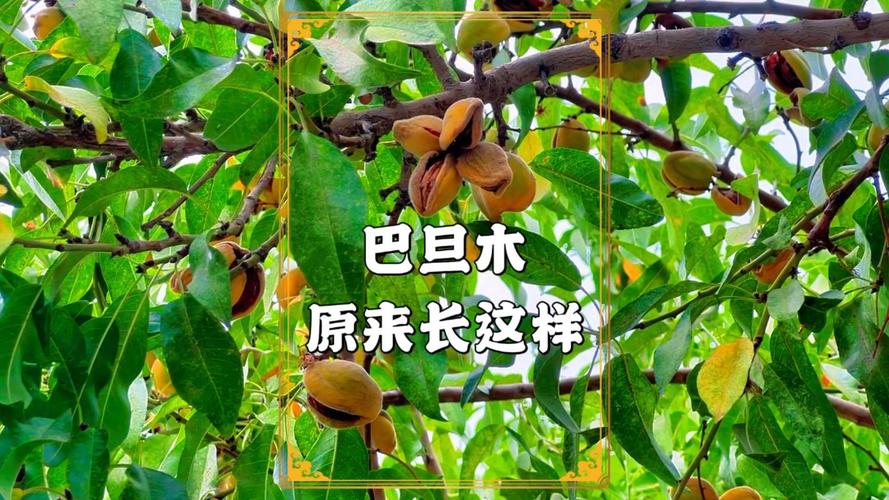 如何科学选购巴旦木树苗?避开虚假渠道的四大核查要点 第五步:售后补苗政策审核——书面约定是唯一保障