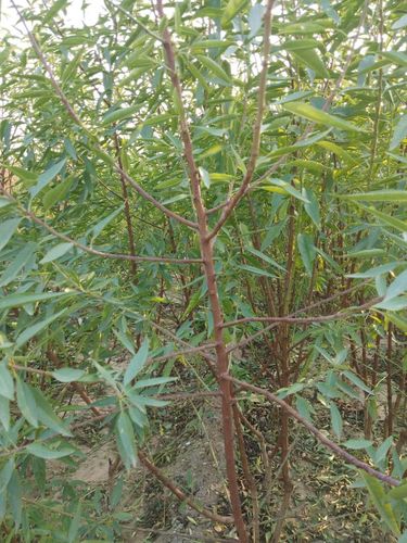 如何科学选购巴旦木树苗?避开虚假渠道的四大核查要点 结语