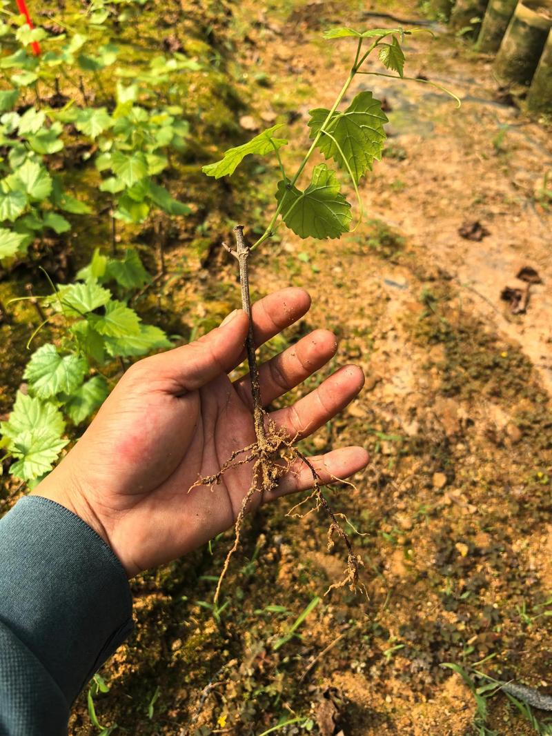 葡萄苗扦插种植方法全攻略:从选枝到成活,一步一图解 4. 栽植深度:上芽露出地面1-2cm