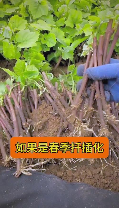 葡萄苗扦插种植方法全攻略:从选枝到成活,一步一图解 7. 成活注意事项:逐步炼苗,科学施肥