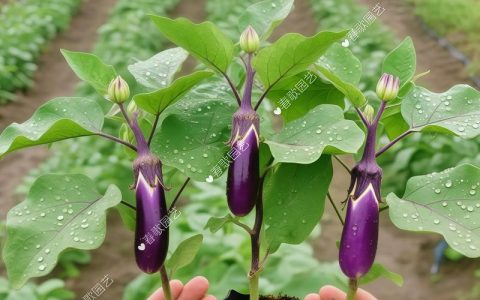 什么树能嫁接茄子？揭秘高成活率的砧木选择与实操指南