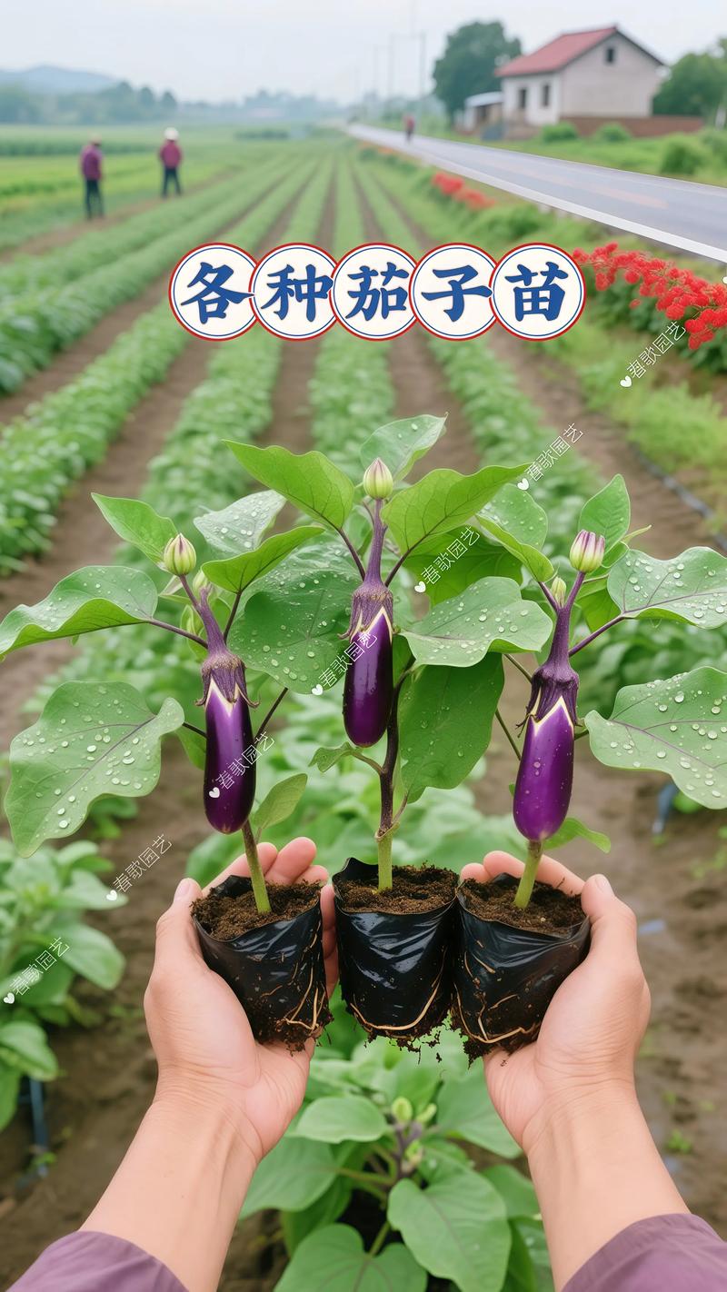什么树能嫁接茄子?揭秘高成活率的砧木选择与实操指南 什么树能嫁接茄子?揭秘高成活率的砧木选择与实操指南