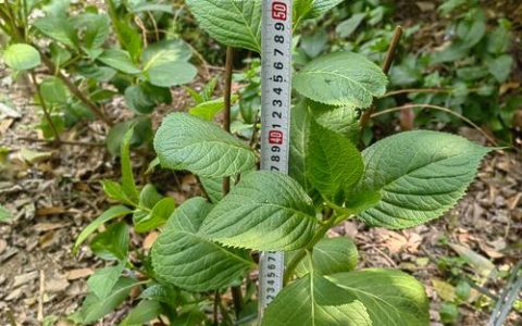 紫阳花是绣球花吗？详解八仙花与绣球花的区别与养护