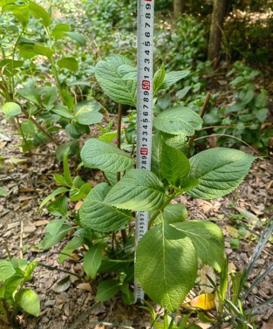 紫阳花是绣球花吗？详解八仙花与绣球花的区别与养护