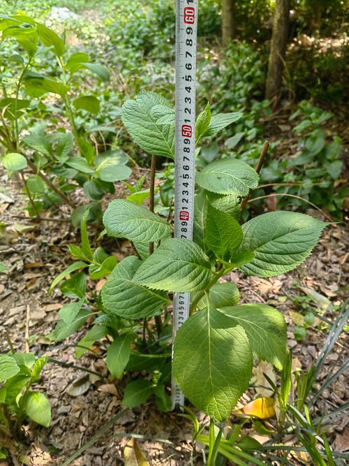 紫阳花是绣球花吗?详解八仙花与绣球花的区别与养护 紫阳花是绣球花吗?详解八仙花与绣球花的区别与养护
