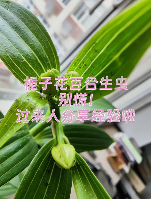 栀子花上长满小白虫子?别慌,手把手教你科学防治! 物理防治:不伤花不伤土,安全第一