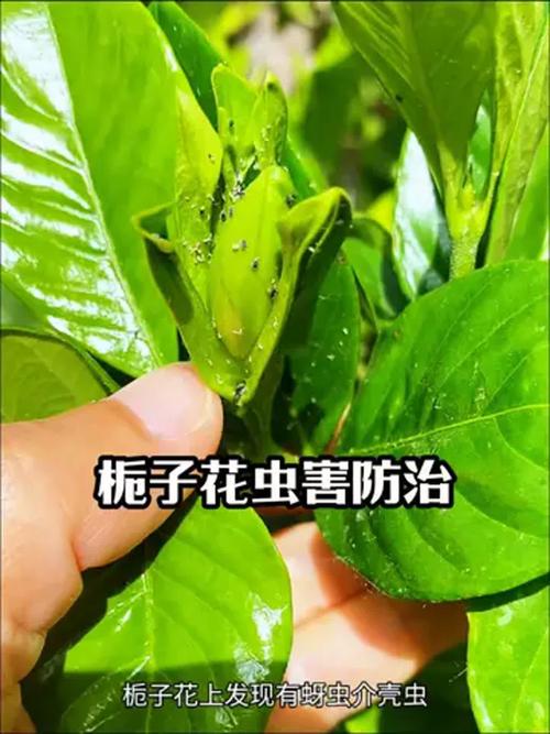栀子花上长满小白虫子?别慌,手把手教你科学防治! 生物防治与日常预防:让虫子不再回来
