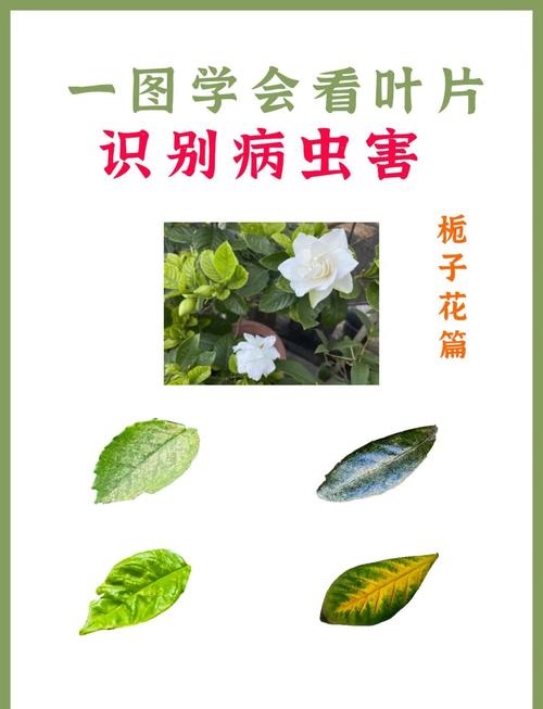 栀子花上长满小白虫子?别慌,手把手教你科学防治! 总结:耐心与科学,让栀子花重现洁白芬芳