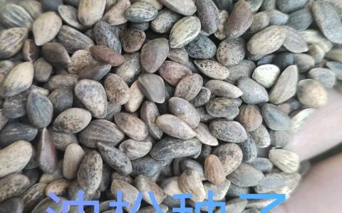 油松种子多少钱？2024年最新价格参考与影响因素全解析