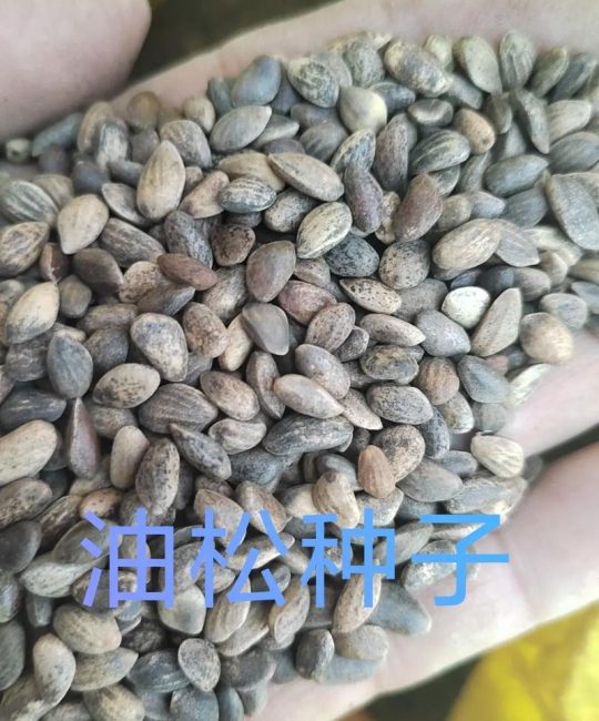 油松种子多少钱？2024年最新价格参考与影响因素全解析