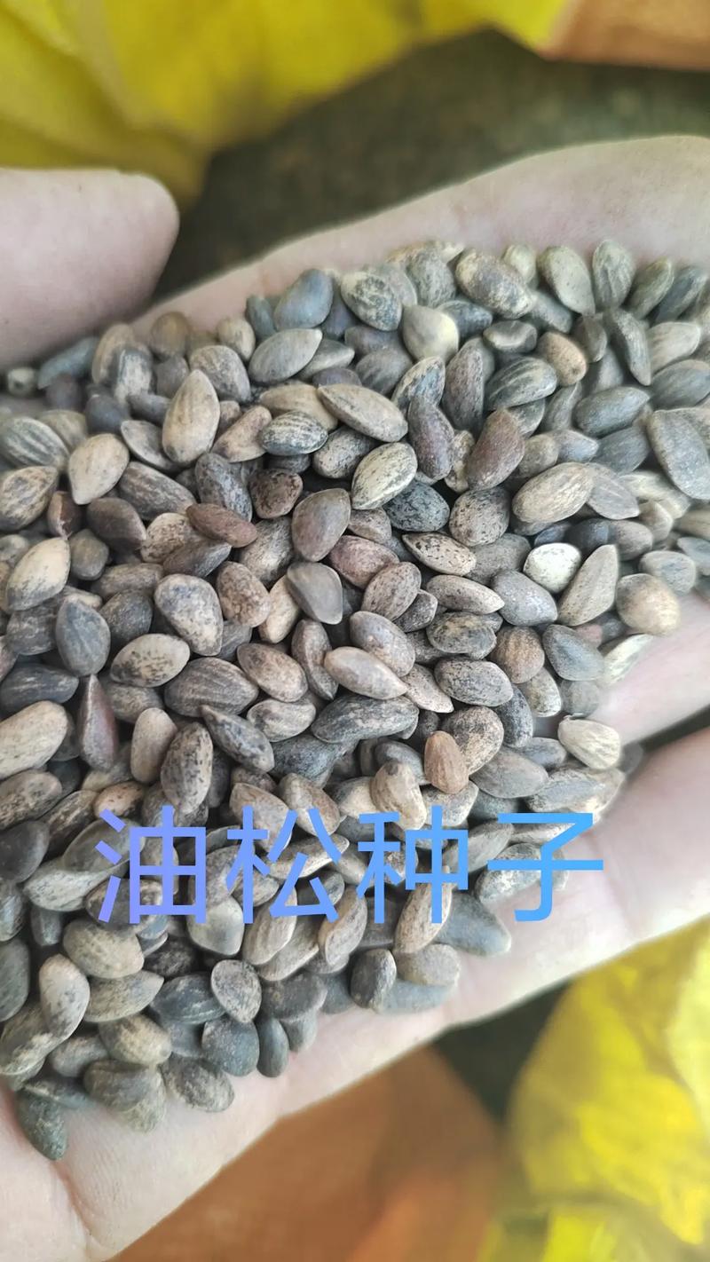 油松种子多少钱？2024年最新价格参考与影响因素全解析