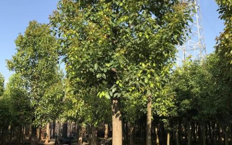 香樟树能在北方种吗？耐寒临界值、适种分区与实操养护方案