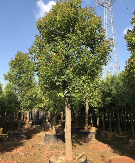 香樟树能在北方种吗？耐寒临界值、适种分区与实操养护方案