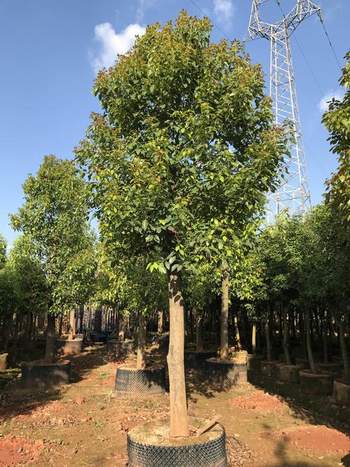 香樟树能在北方种吗?耐寒临界值、适种分区与实操养护方案 香樟能在北方种,但有严格条件