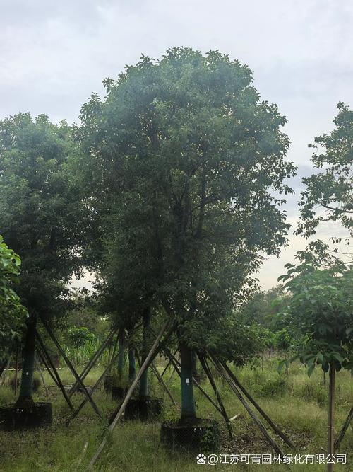 香樟树能在北方种吗?耐寒临界值、适种分区与实操养护方案 香樟生长习性:常绿不等于耐寒