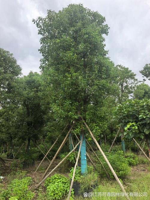 香樟树能在北方种吗?耐寒临界值、适种分区与实操养护方案 北方四区种植可行性分级