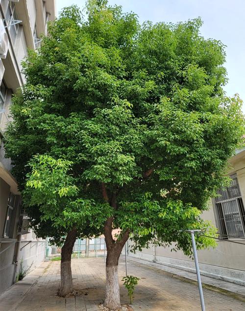 香樟树能在北方种吗?耐寒临界值、适种分区与实操养护方案 北方种植核心操作:移栽与防寒
