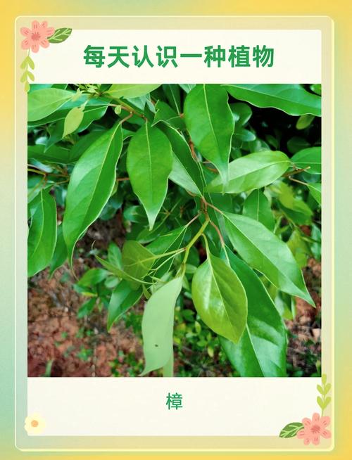 香樟树能在北方种吗?耐寒临界值、适种分区与实操养护方案 南北种植差异化管理