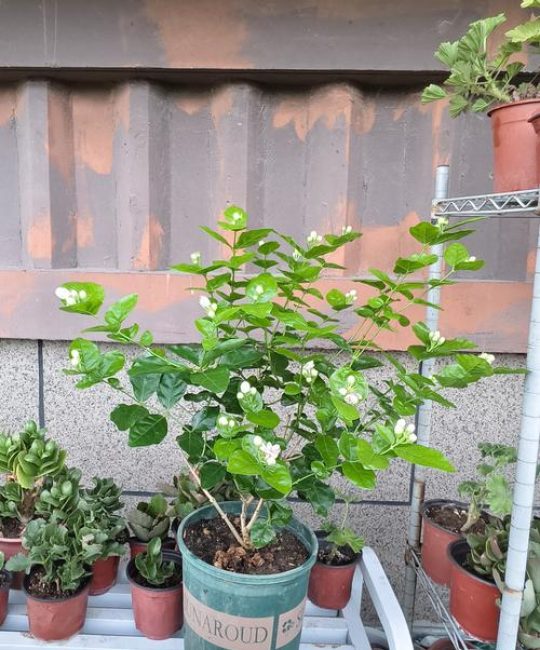 水培茉莉花需要晒太阳吗？光照管理与养护全指南