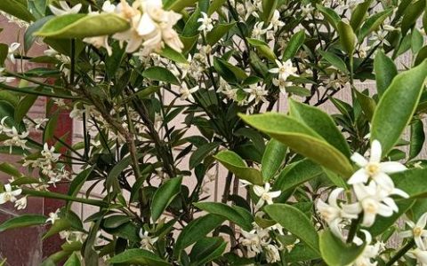 金桔树的花是什么香味？带你认识金桔树的花与养护要点