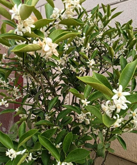 金桔树的花是什么香味？带你认识金桔树的花与养护要点