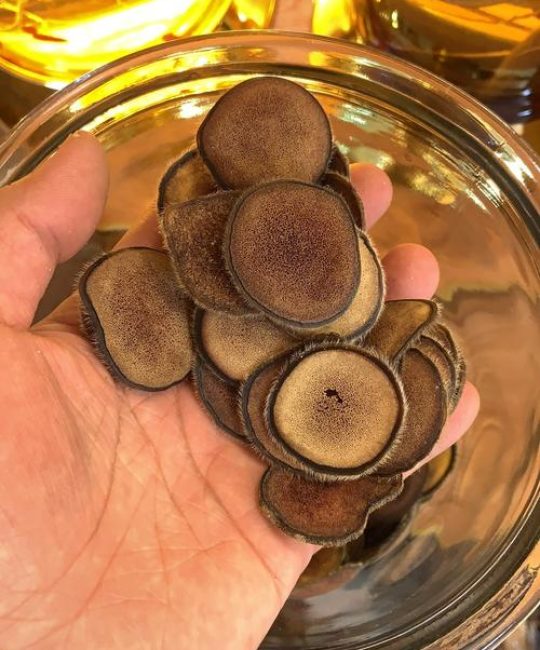 梅花鹿茸多少钱一斤？2025年市场参考价格与影响因素分析