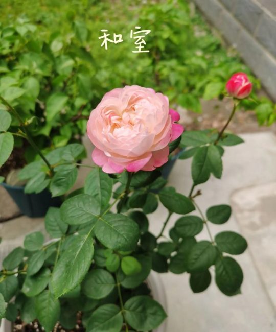 直立性最好的灌木月季品种推荐与养护指南