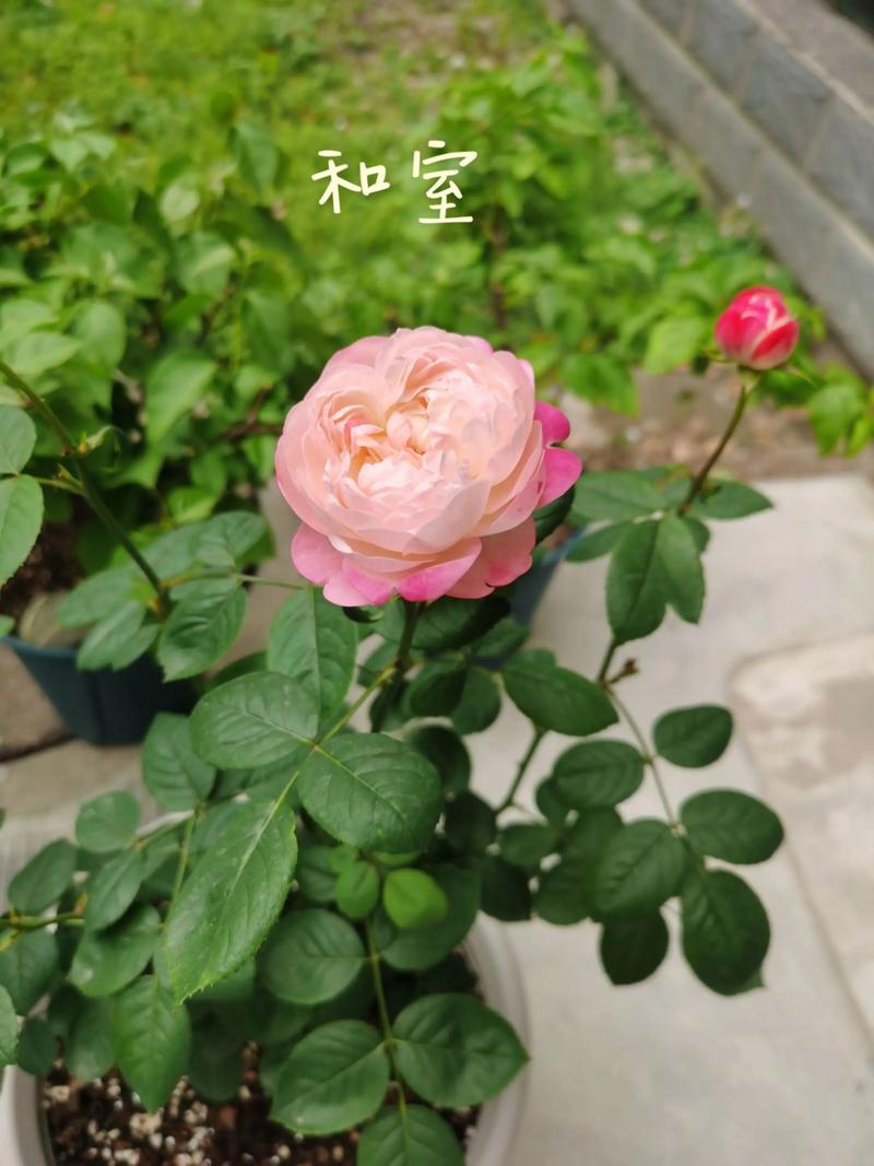 直立性最好的灌木月季品种推荐与养护指南 直立性最好的灌木月季品种推荐与养护指南