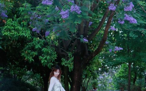 蓝花楹为什么不能乱种？根系破坏、落叶压力与适生区详解