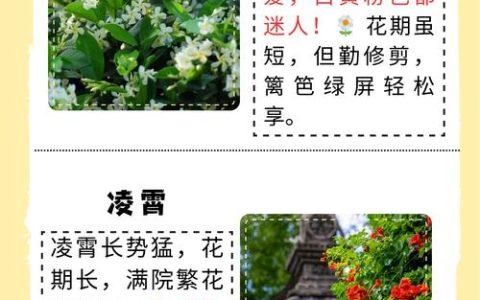 家里适合种什么爬藤植物？5种好看又好养的品种推荐与种植指南