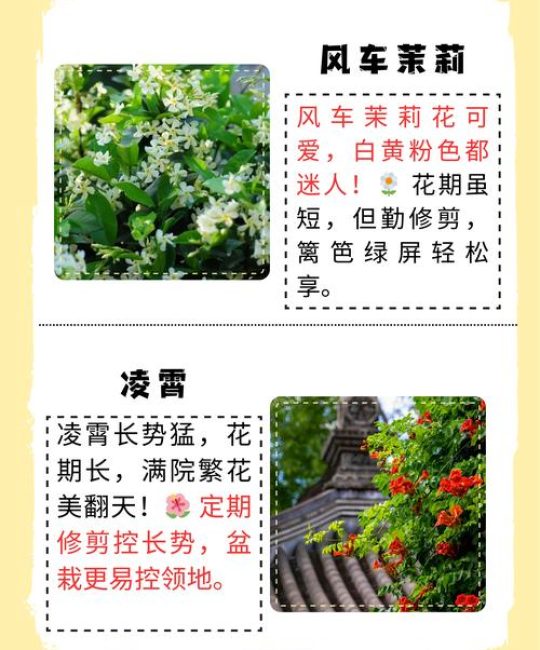 家里适合种什么爬藤植物？5种好看又好养的品种推荐与种植指南
