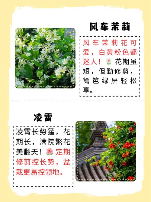 家里适合种什么爬藤植物?5种好看又好养的品种推荐与种植指南 家里适合种什么爬藤植物?5种好看又好养的品种推荐与种植指南