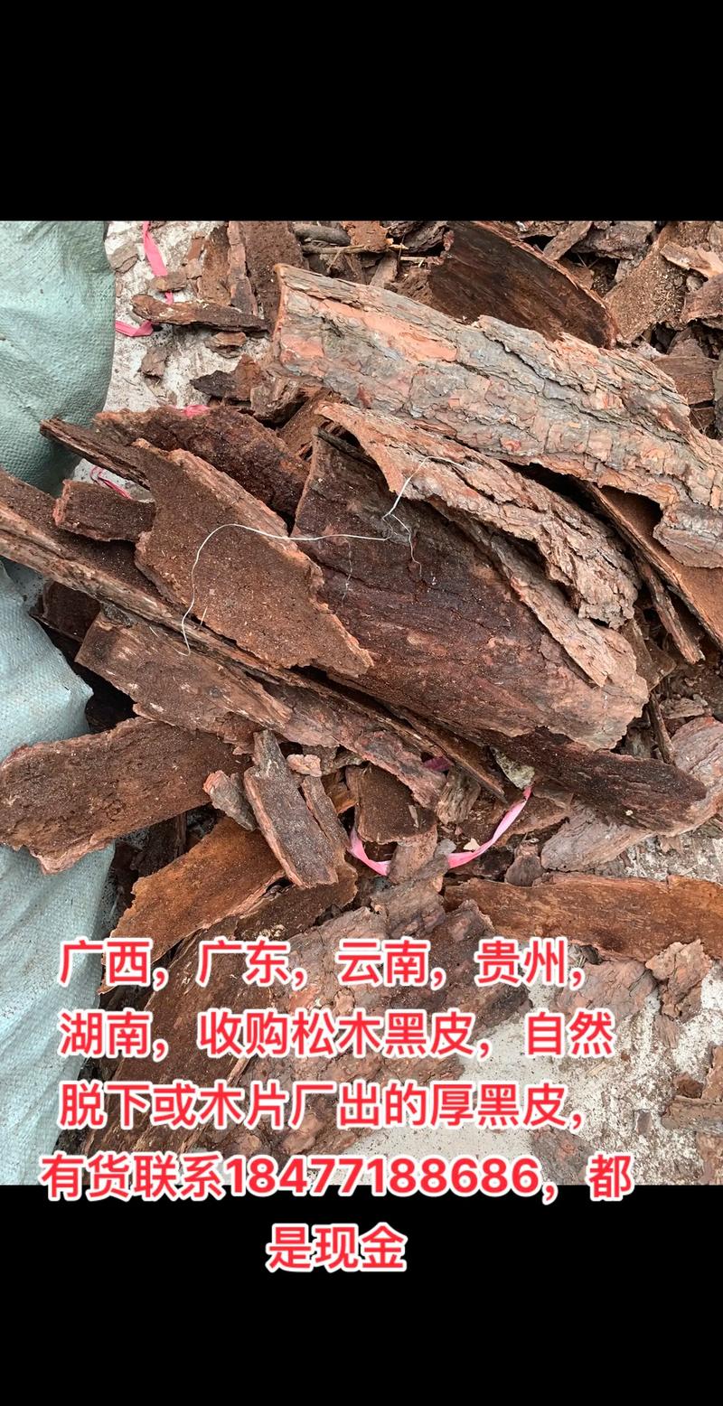 松树原木多少钱一立方米?2026年价格区间与影响因素全解析 采购数量:批量采购可获5%–15%折扣