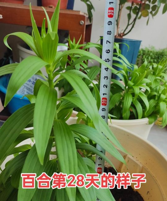 百合一亩种多少株苗？按用途与种球规格一次算清