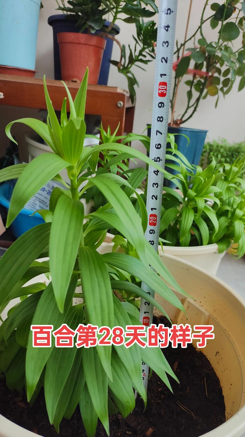 百合一亩种多少株苗?按用途与种球规格一次算清 百合种球规格的分级标准