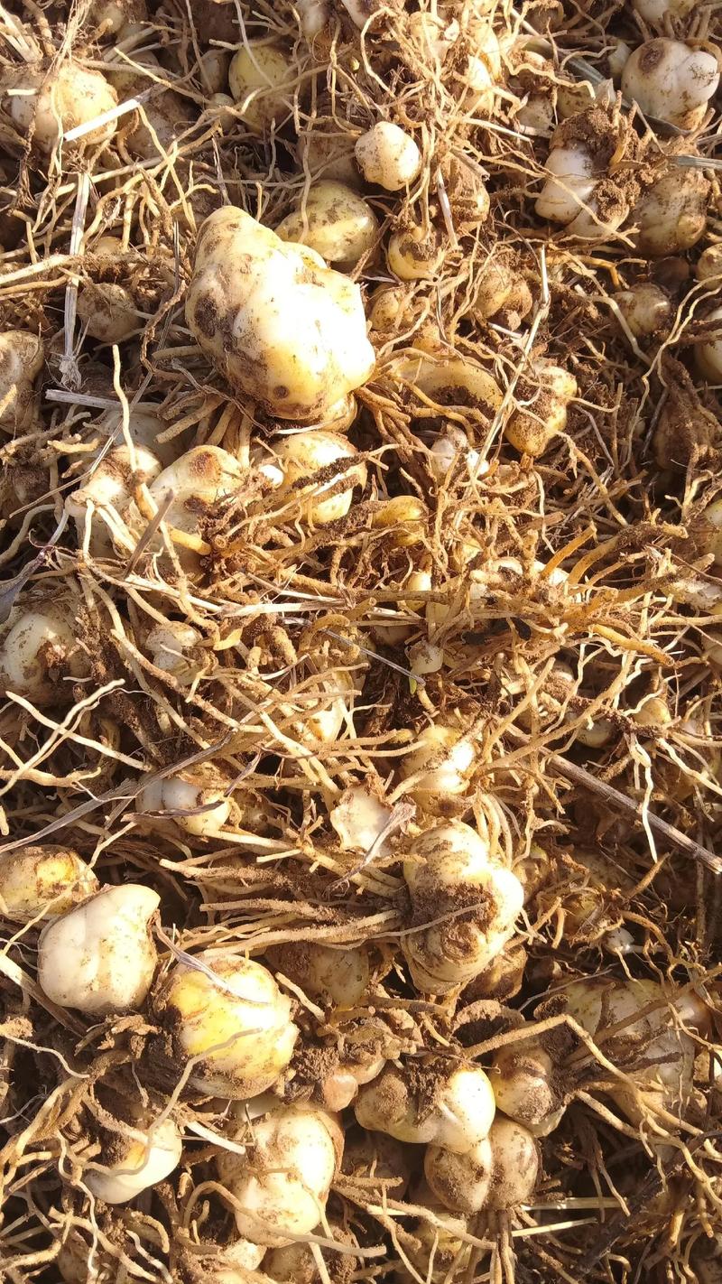 百合一亩种多少株苗?按用途与种球规格一次算清 常见问题解答