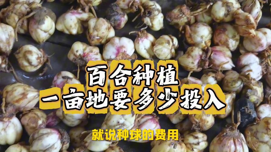 百合一亩种多少株苗?按用途与种球规格一次算清 总结