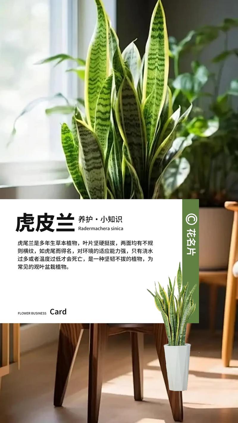 属虎的人家里适合养什么花?科学养护指南与民间文化解读 属虎的人家里适合养什么花?科学养护指南与民间文化解读