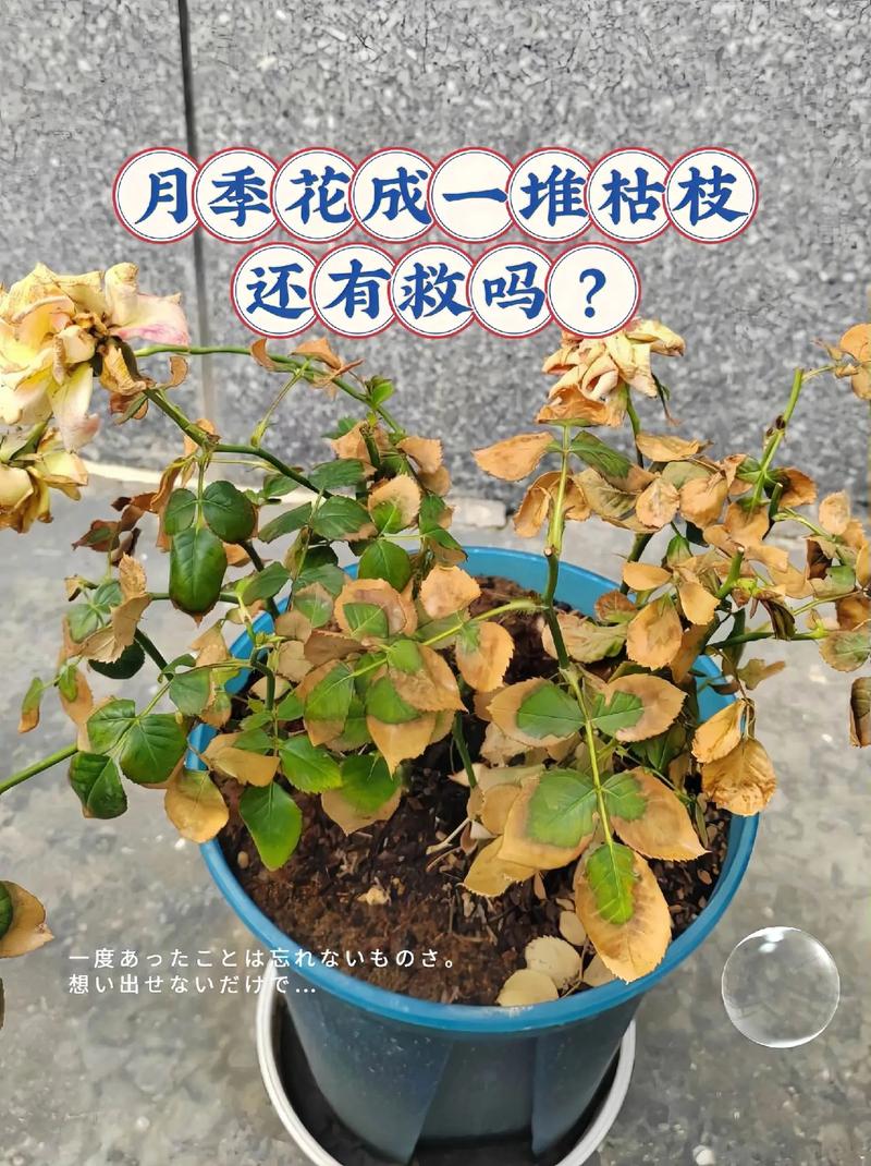 月季花蔫了怎么回事?先查3个核心原因,再按光照水肥快速恢复 总结