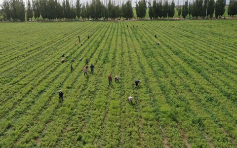 哪里有卖苦草？科学采购渠道与品种验证指南