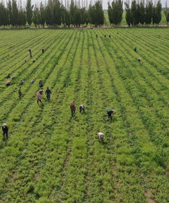 哪里有卖苦草？科学采购渠道与品种验证指南