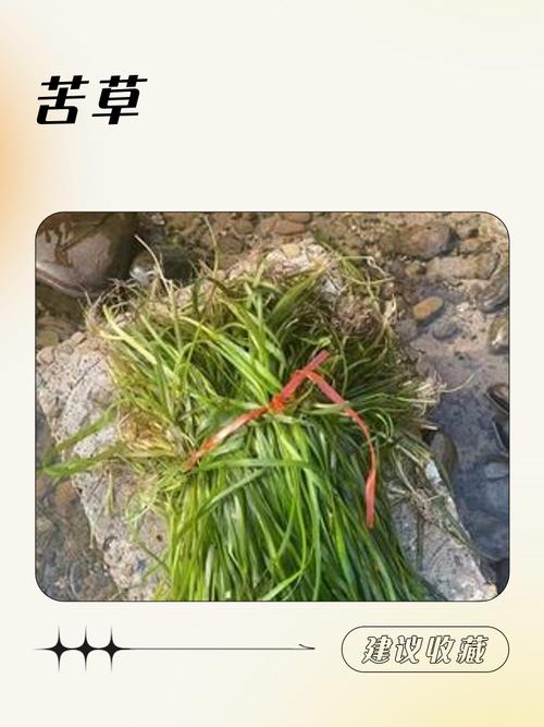 哪里有卖苦草?科学采购渠道与品种验证指南 总结