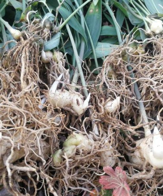 黄精种苗多少钱一棵？2026年最新价格与种植技术全解析
