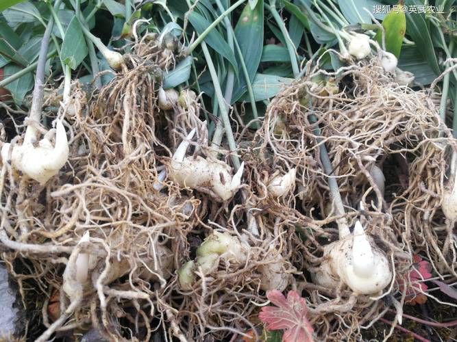 黄精种苗多少钱一棵?2026年最新价格与种植技术全解析 黄精种苗多少钱一棵?