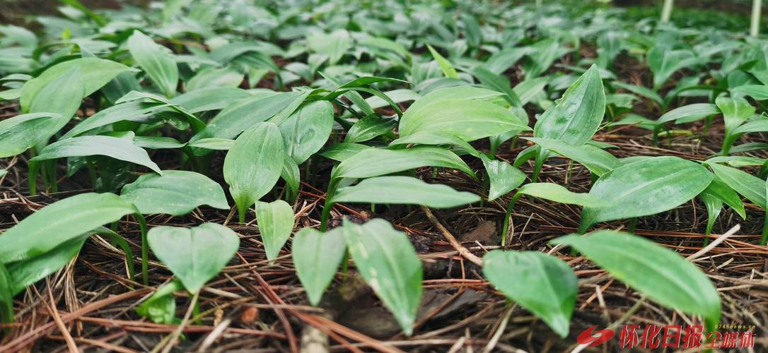黄精种苗多少钱一棵?2026年最新价格与种植技术全解析 影响黄精种苗价格的关键因素